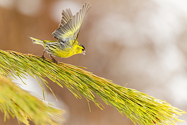 Eurasian Siskin male flapping wings, Alsace France 