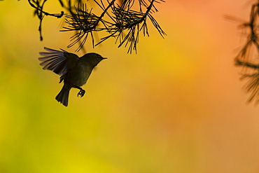 Goldcrest flying under branches, Alsace France