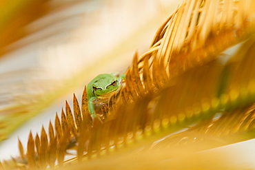 Southern tree frog on leaf of Cycas, France