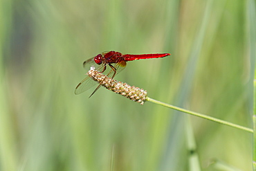 Male Red Darter on plantago stem, France 