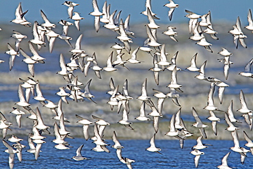 Sanderling in flight, Normandy France 