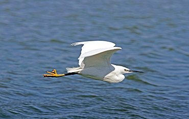 Little Egret in flight, Normandy France 