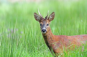 Buck roedeer in the grass, Normandy France 