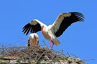 Couple of white storks at nest, Normandy France 