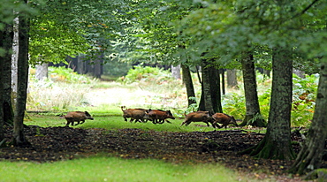 Eurasian wild boar crossing a driveway, Normandy France