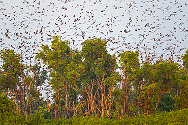 Straw-coloured fruit bats, Kasanka NP  Zambia