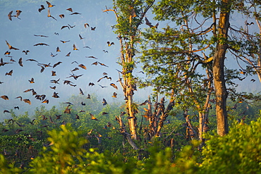 Straw-coloured fruit bats, Kasanka NP  Zambia