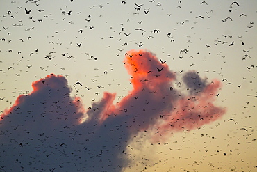 Straw-coloured fruit bats, Kasanka NP  Zambia