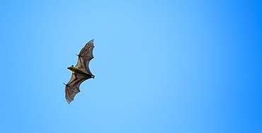 Straw-coloured fruit bat, Kasanka NP  Zambia