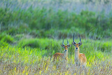 Pukus in Savannah, PN Kasanka Zambia