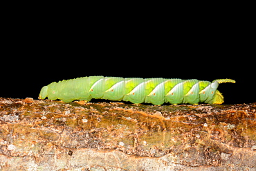 Tobacco Hornworm on branch, New Caledonia