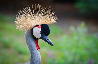 Portrait of Grey Crowned Crane, Zoo Parc de Beauval France