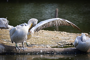 Dalmatian Pelican grooming, France Parc des Oiseaux 