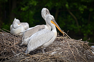 Dalmatian Pelicans at nest, France Parc des Oiseaux 