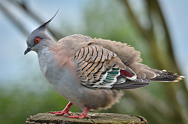 Diamond Dove, France Parc des Oiseaux