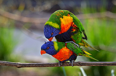 Rainbow  Lorikeets mating, France Parc des Oiseaux