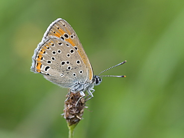 Purple-edged Copper on Plantago, Franche-ComtÃ© France