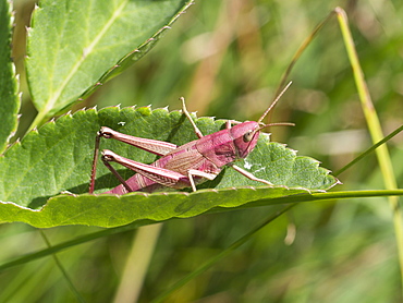 Large golden Grasshopper pink form, Franche-ComtÃ© France