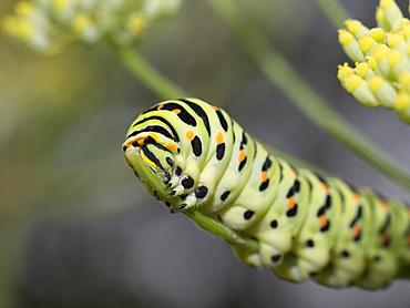 Swallowtail caterpillar on Fennel, Franche-ComtÃ© France