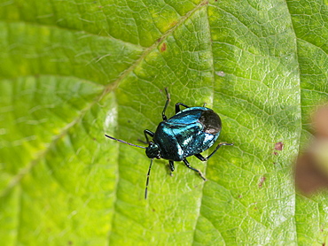 Blue Bug on a leaf, Franche-ComtÃ© France 