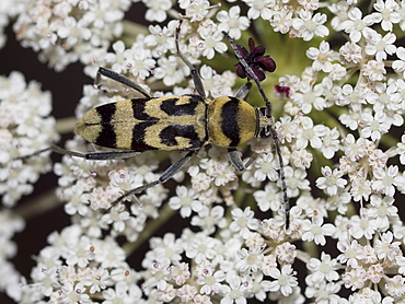 Wasp Beetle on wild Carrot flower, Franche-ComtÃ© France 