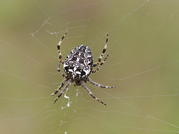 Cross Orbweaver on its web, Franche-ComtÃ©  France