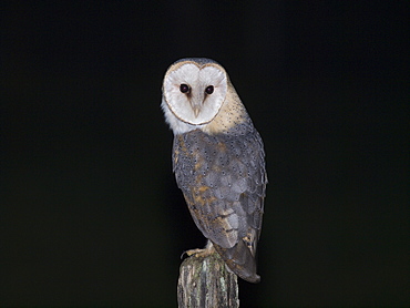 Barn Owl on a pole, Franche-ComtÃ© France 