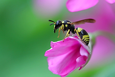 Potter wasp on Jointed woodsorrel flower, France