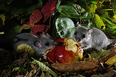 Fat Dormice eating a fallen fruit in autumn, France 