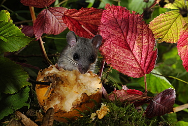 Fat Dormouse eating a fallen fruit in autumn, France 