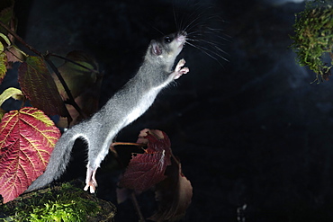 Fat dormouse jumping at night in the autumn, France