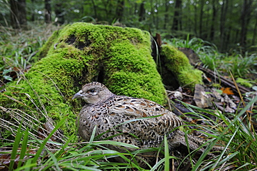 Ring-necked Pheasant female against a mossy stump, France