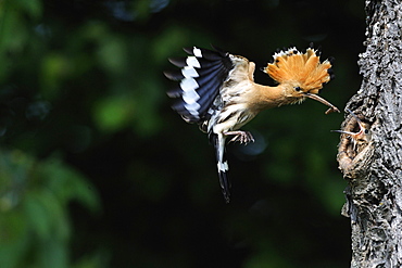 Hoopoe feeding in flight, France 