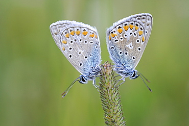 Common Blue on an ear, Lorraine France 