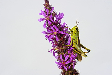 Tricolor cricket on flowers, Lorraine France 