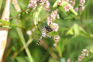 Wasp spider on his web, Lorraine France