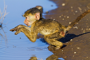 Young Yellow Baboon at the water's edge, Amboseli NP Kenya