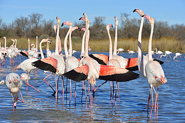 Greater Flamingos displaying in winter, Camargue France 