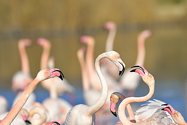 Greater Flamingos displayng in winter, Camargue France 