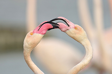 Greater Flamingos displayng in winter, Camargue France 