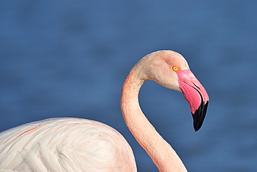 Portrait of Greater Flamingo in winter, Camargue France 