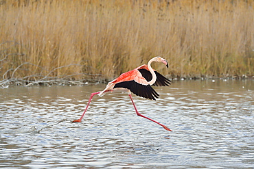 Greater Flamingo flying away, Camargue France