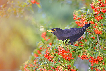 Blackbird eating red berries in autumn, France 