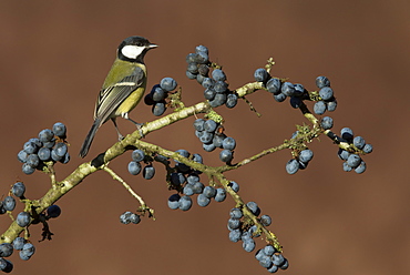 Great Tit perched on a Blackthorn in winter, GB