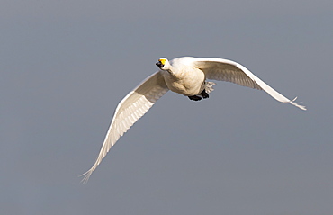 Bewick's swan in flight in winter, GB