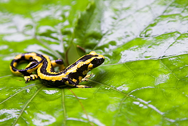 Fire Salamander on a wet leave, PyrÃ©nÃ©es France 