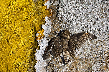 Dead Short-eared Owl near a geyser, Yellowstone USA 