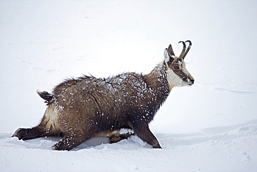 Chamois moving in deep snow, Jura Vaud Switzerland