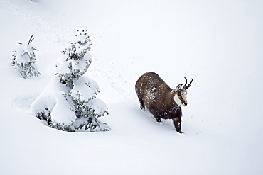 Chamois moving in deep snow, Jura Vaud Switzerland