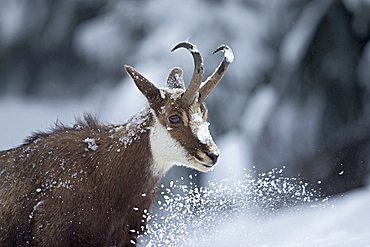 Chamois in deep snow, Jura Vaud Switzerland